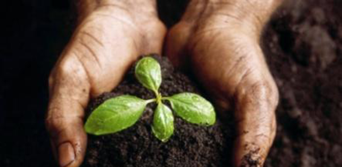 Plant