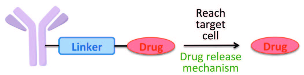 Antibody-drug-conjugates