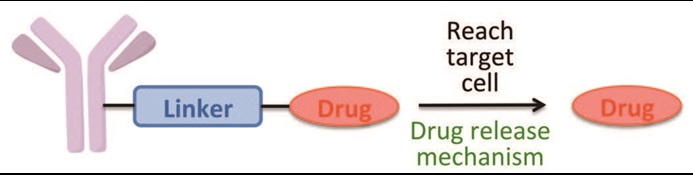 Antibody-drug-conjugates